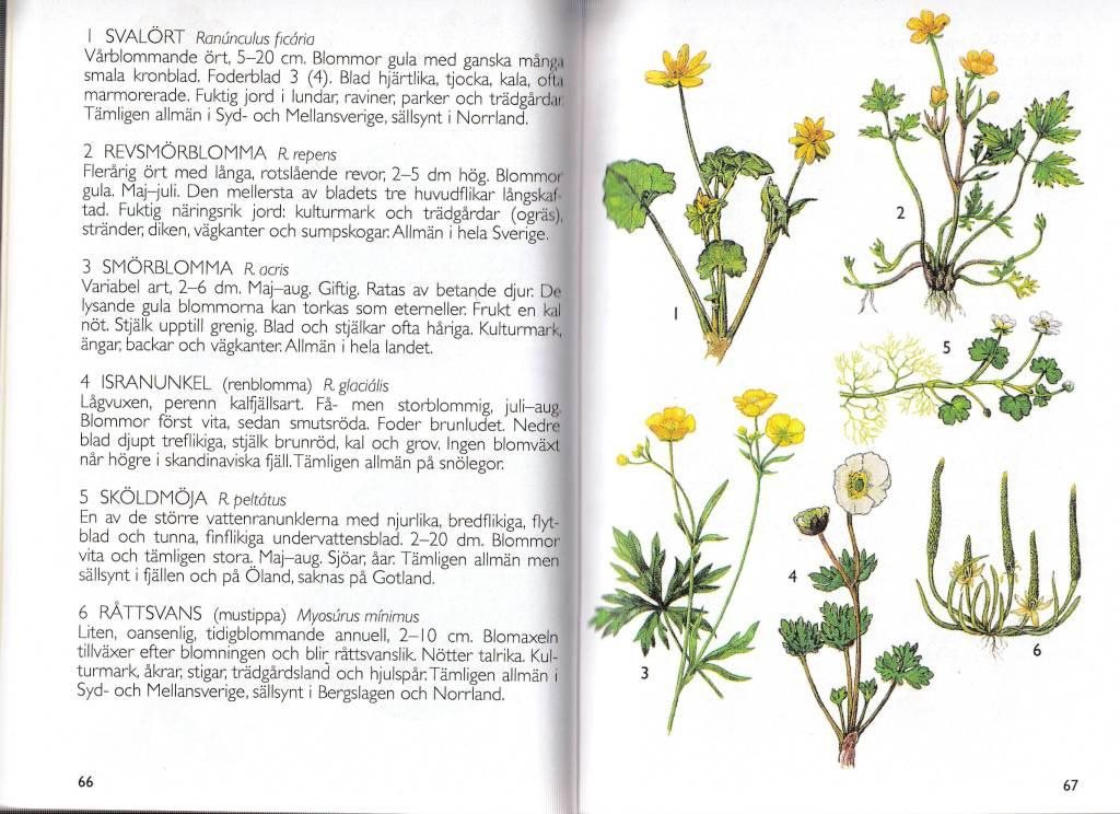 Ut I Sveriges Flora - Naturbutiken