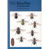 Blowflies (Erzinclioglu)