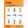 Ants (Skinner och Allen)