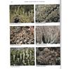 Nordic Lichen Flora. Vol 5 (Ahti, Stenros & Moberg)