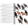 Birds of Peru
