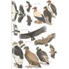 Birds of Peru