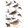 Birds of Central Asia (Schweitzer, Ayé & Roth)