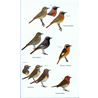 Birds of Western Africa 2:nd edition (Bor