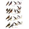 Birds of the Canary Islands (Eduardo Garcia-Del-Rey)