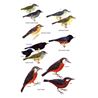 Birds of Ecuador (Freile & Restall)