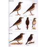 Pipits & Wagtails of Europe, Asia and North America (Alström