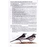 Pipits & Wagtails of Europe, Asia and North America (Alström
