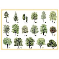 Placemat Swedish Trees