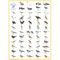 Poster 59 Swedish Birds