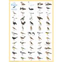 Poster 59 Swedish Birds