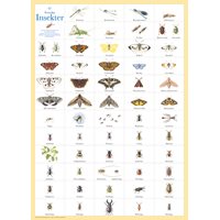 Poster 61 Swedish Insects