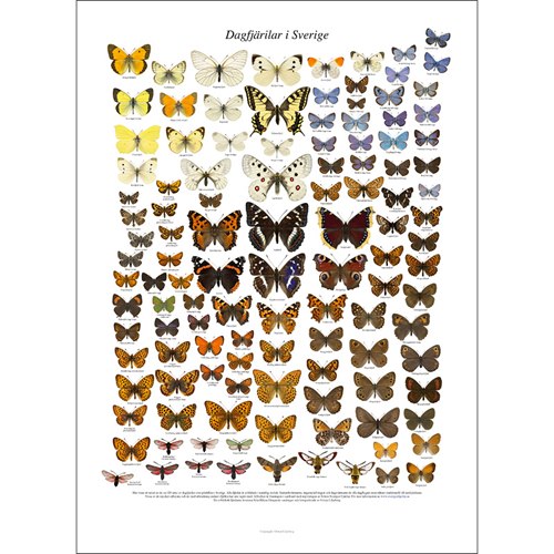 Poster Butterflies in Sweden (Liljeberg)