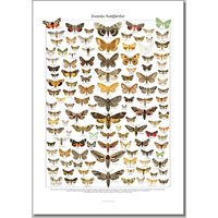 Poster Nattfjärilar i Sverige