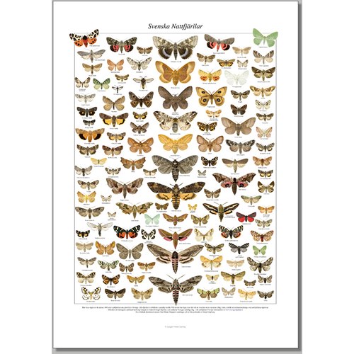 Poster Swedish Moths