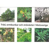 Träd, ormbunkar och stråväxter i Västsverige