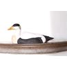Common Eider Duck, Wood Carving