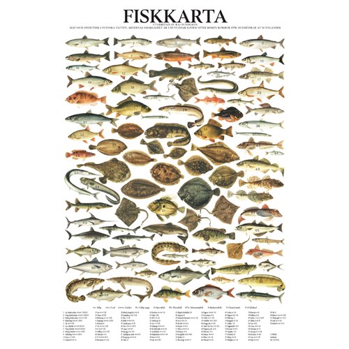 Poster Fish