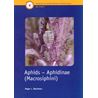Aphids - Aphidinae-Macrosiphini (Blackman)