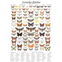 Poster - Svenska fjärilar
