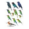 Birds of the Philippines, Sumatra, Java, Bali, Borneo, Sulawesi, the Lesser Sundas and the Moluccas