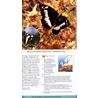 Butterflies of Britain and Europe - A Photographic Guide (Haahtela)