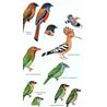 Birds of Sri Lanka (Warakagoda m.fl.)