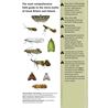 Field Guide to the Micro-Moths of Great Britain and Ireland