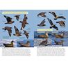 Oceanic Birds of the World (Howel & Zufelt)