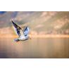 Medlem Birdlife Sverige - Familjemedlem 2023
