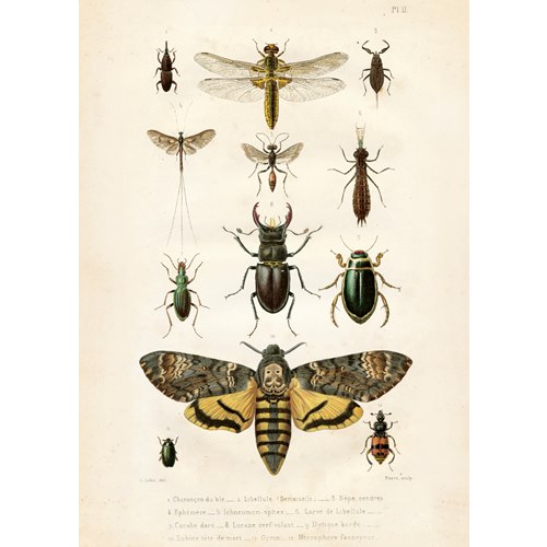 Plansch Insekter vintage, 50x70 cm