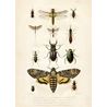 Plansch Insekter vintage