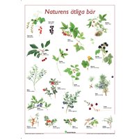 Plansch Naturens ätliga bär, 50 x 70 cm