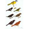 Birds of Costa Rica 2:nd edition (Garrigues, Dean)