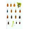 Freshwater Life of Britain and Northern Europe