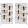 Bees of Europe - Hymenoptera of Europe (Michez...)