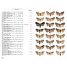 Moths of Europe volume 6