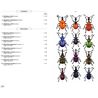 Phytophagous beetles of Europe Vol. 3 (Gaëtan du Chatenet)