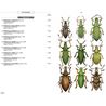Phytophagous beetles of Europe Vol. 3 (Gaëtan du Chatenet)