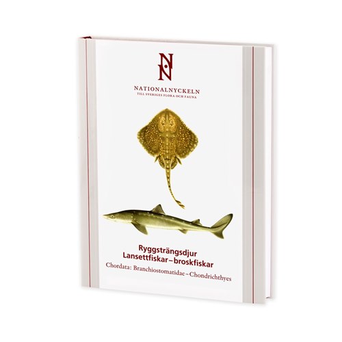 Ryggsträngsdjur: Lansettfiskar - Broskfiskar