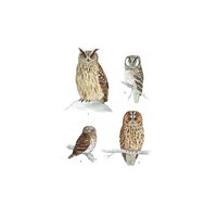 Postcard owls