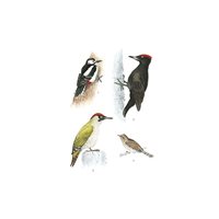 Postcard woodpeckers