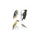Postcard woodpeckers