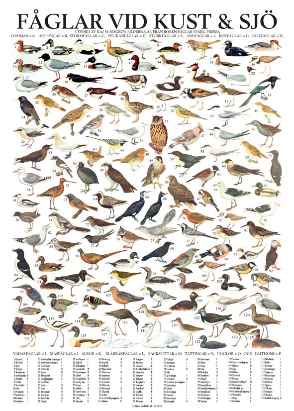 Kort Fåglar vid kust & sjö A4 - Naturbutiken