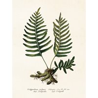 Poster ormbunke