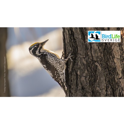 Help the Bird protection - BirdLife Sverige