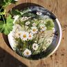 Tray of daisies