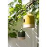 Birdnest yellow