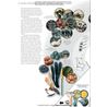 Fungi of Temperate Europe: Keys to the Basidiomycotes
