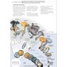Fungi of Temperate Europe: Keys to the Basidiomycotes